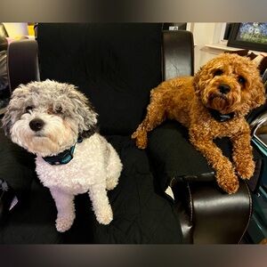 Meet your Posher, Michael